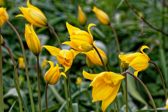 Der Fortbestand der Tulipa sylvestris wurde sichergestellt.